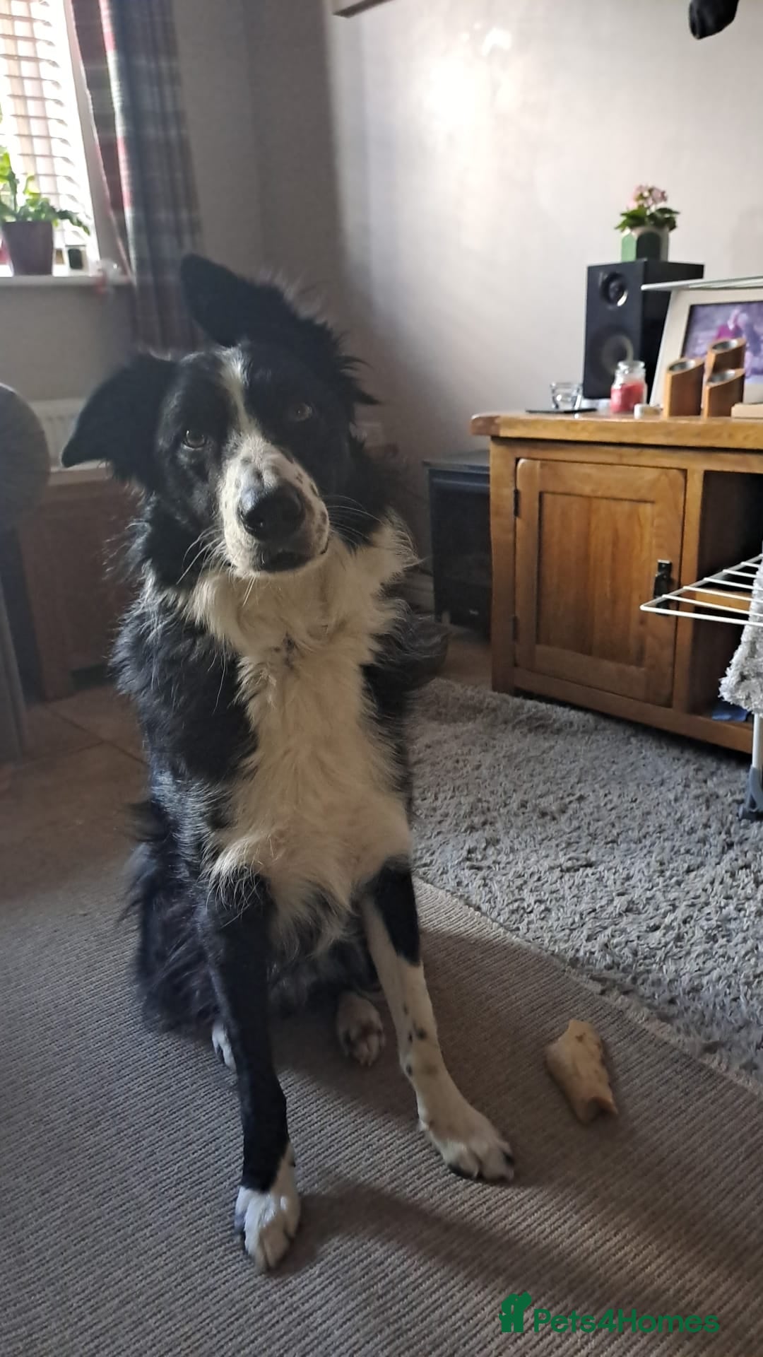 Border Collie dogs for sale: Border Collie (Benji) - Image 3
