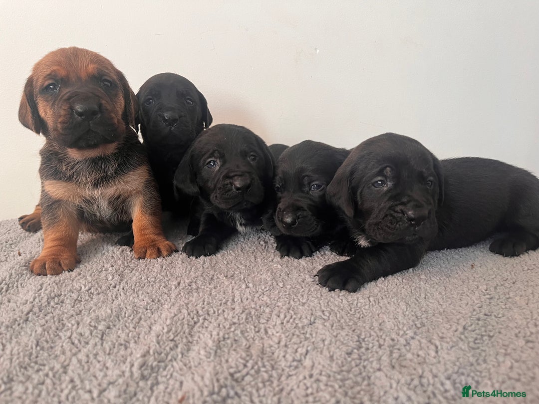 Cane Corso dogs for sale: Stunning Full Pedigree Cane Corso Puppies 🏆  - Advert 1