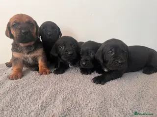 Cane Corso dogs Stunning Full Pedigree Cane Corso Puppies 🏆 - Advert 16