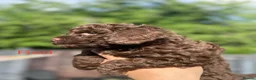 Cockapoo dogs for sale:  Absolutely stunning  F1b chocolate cockapoos  in Peterborough - Advert 15