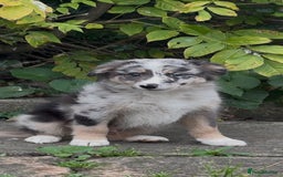 Border Collie dogs for sale: The Best Available  - Image 1