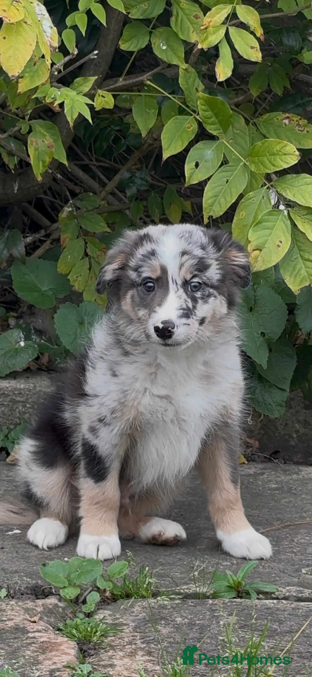 Border Collie dogs for sale: The Best Available  - Image 1