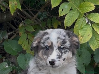 Border Collie dogs - Advert 2