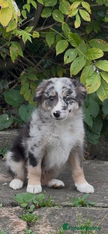 Border Collie dogs - Advert 1
