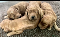 Irish Doodle dogs for sale: F1 Standard Irish-doodles Parents DNA Clear & Hips - Image 1