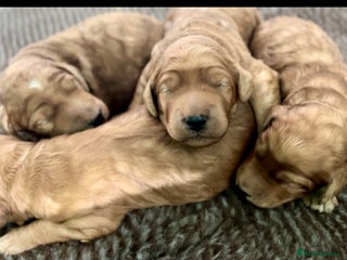 Irish Doodle dogs - Advert 1