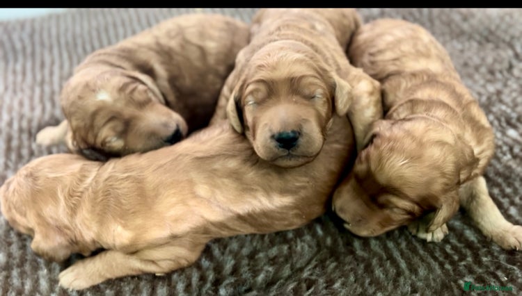 Irish Doodle dogs - Advert 1