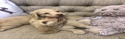 Miniature Dachshund dogs for sale: Miniature Longhaired cream dachshund  puppies - Advert 3