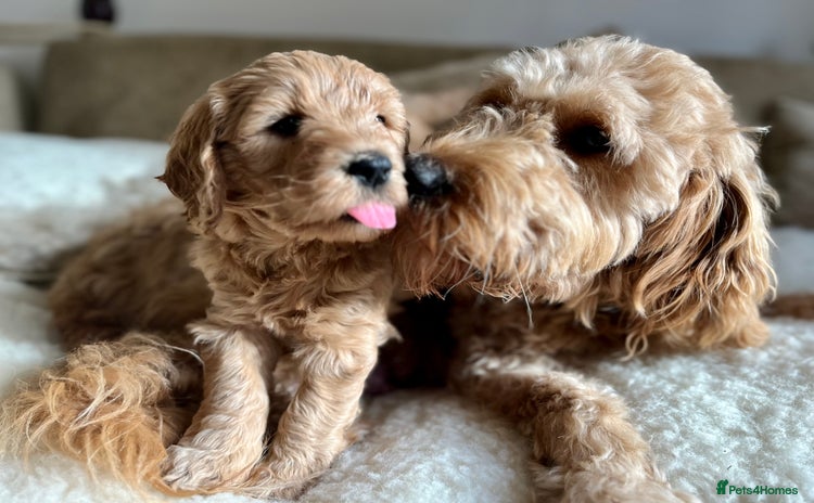 Mini Goldendoodle dogs - Advert 1