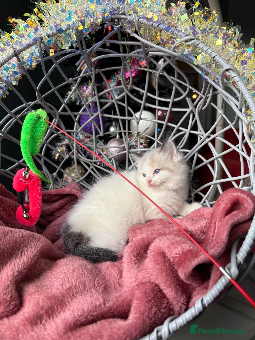 Ragdoll cats for sale: TICA Pedigree Bicolour Ragdoll kittens - Advert 14