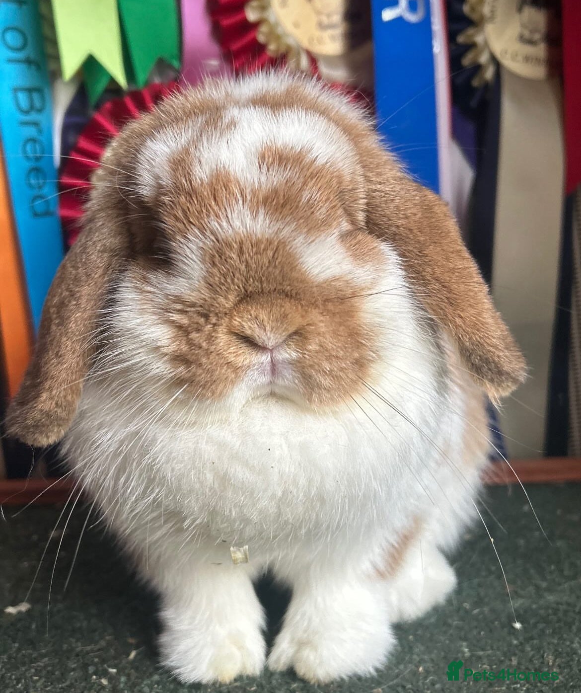 Mini Lop rabbits Vaccinated show-line Mini lop doe - Advert 1