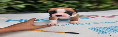 Boxer 6