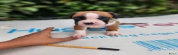 Boxer dogs for sale: Bobtail K C reg - Advert 23
