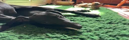 Mixed Breed dogs for sale: Whippet puppies for sale. - Advert 10