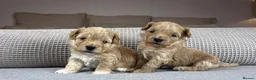 Maltipoo dogs for sale: SEE ALL OUR PUPPIES ON INSTA. OAKWELL RETRIEVERS  - Advert 6