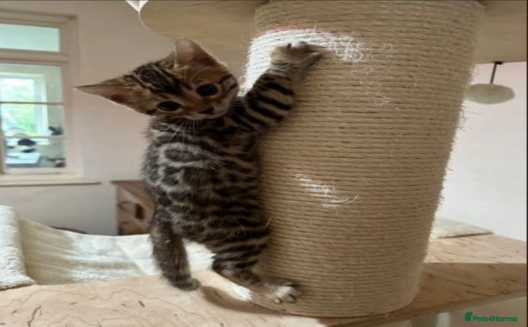 Bengal cats - Advert 6