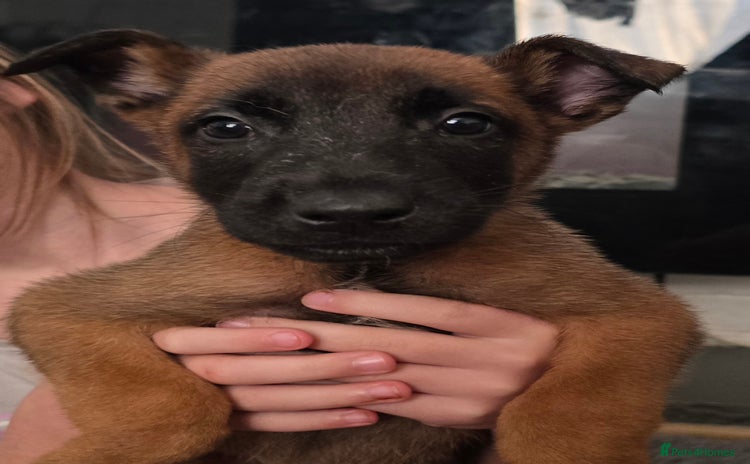 Mixed Breed dogs Belgian malinois  - Advert 1