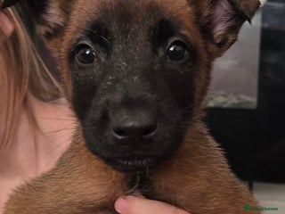 Mixed Breed dogs Belgian malinois - Advert 1