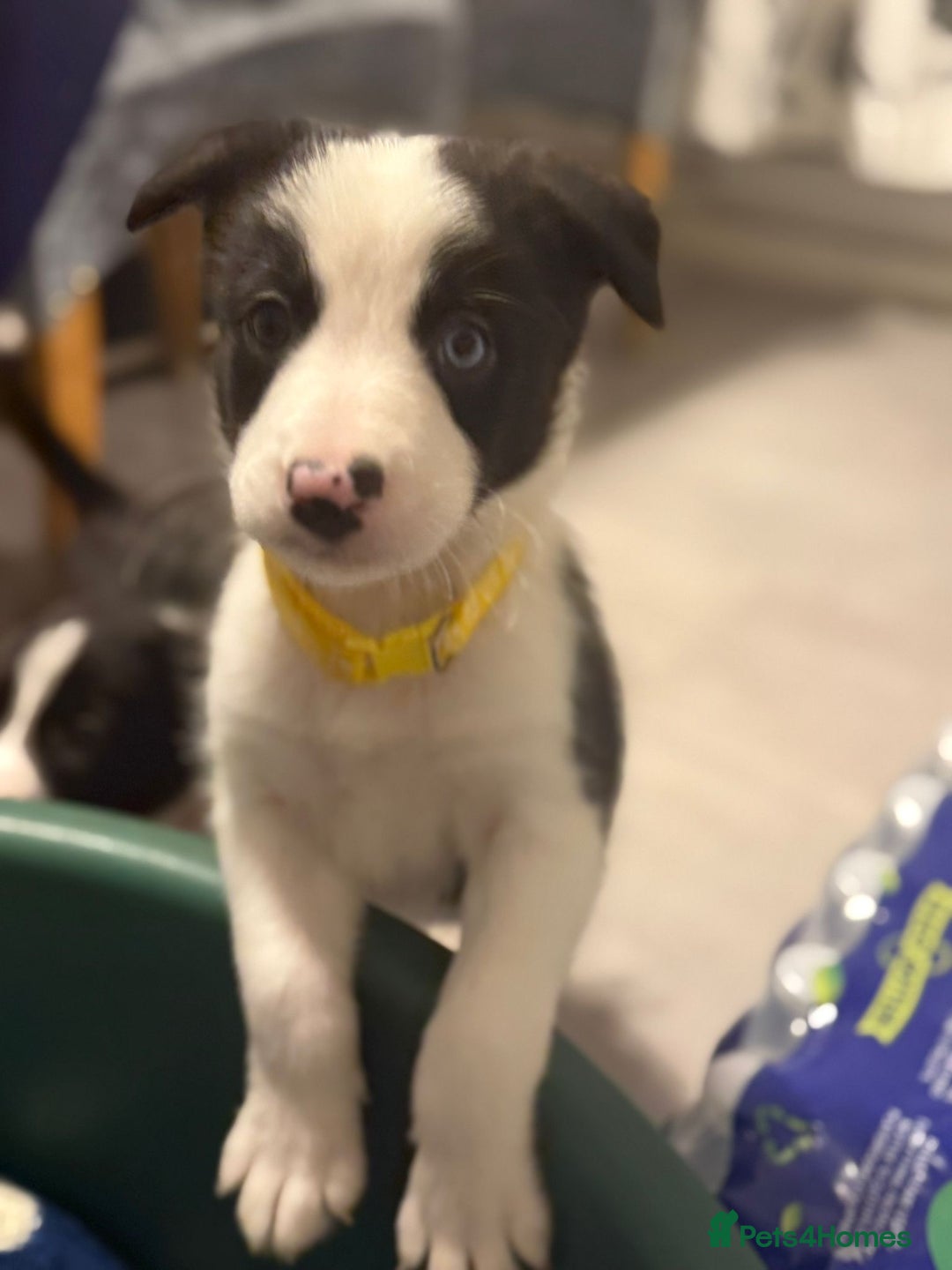 Border Collie dogs for sale: Border collie puppies  - Advert 10