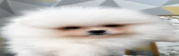 Pomeranian dogs for sale:     Luxury White Pomeranian Puppies  - Advert 17