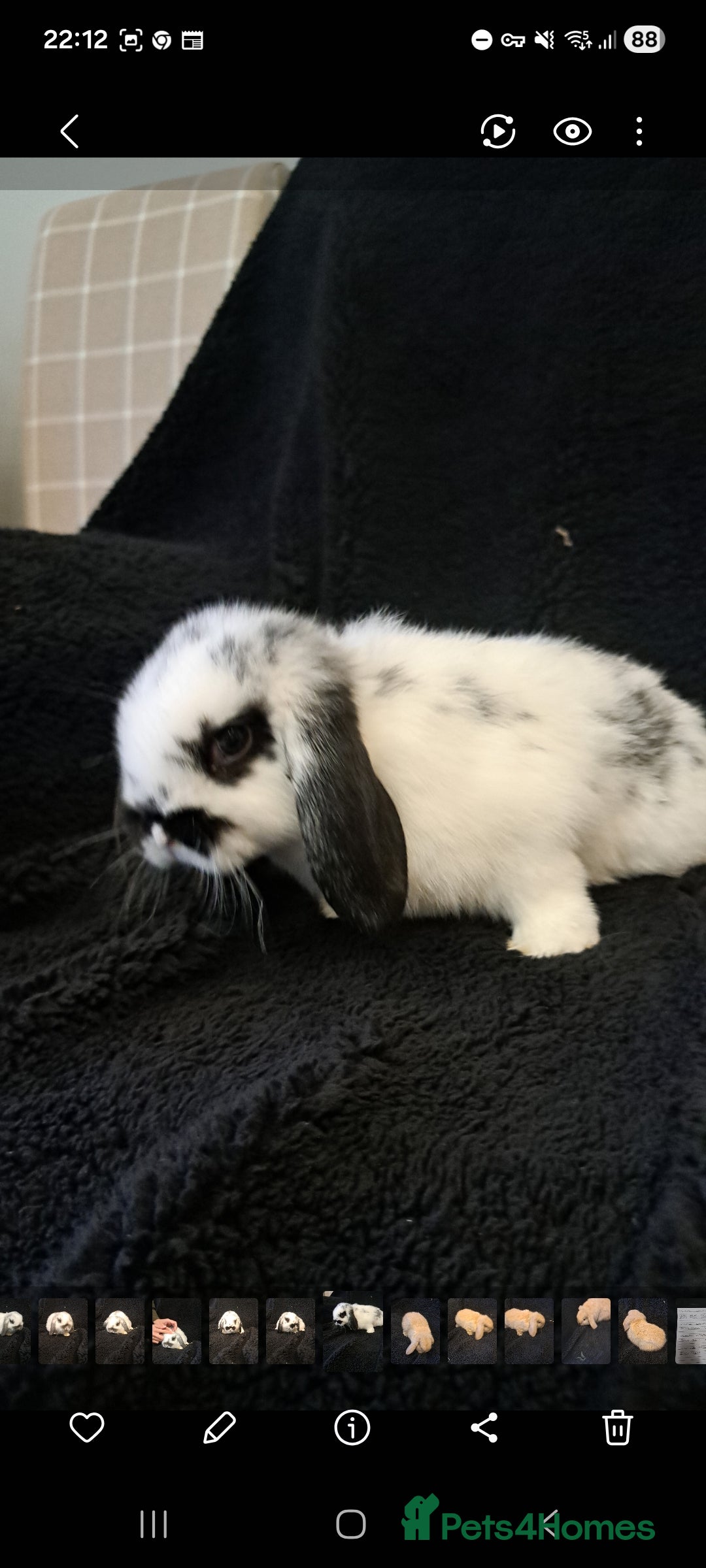 Mini Lop rabbits Baby bunnies - Advert 16