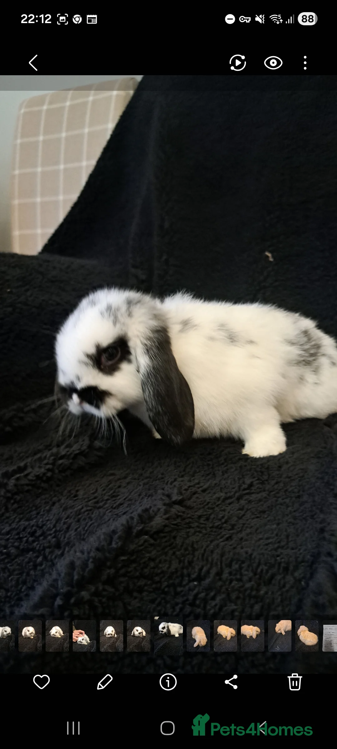 Mini Lop rabbits for sale: Baby bunnies - Advert 1