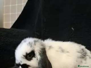 Mini Lop rabbits Baby bunnies - Advert 16