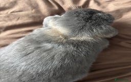 Mini Lop rabbits for sale: Mini loop  - Advert 8