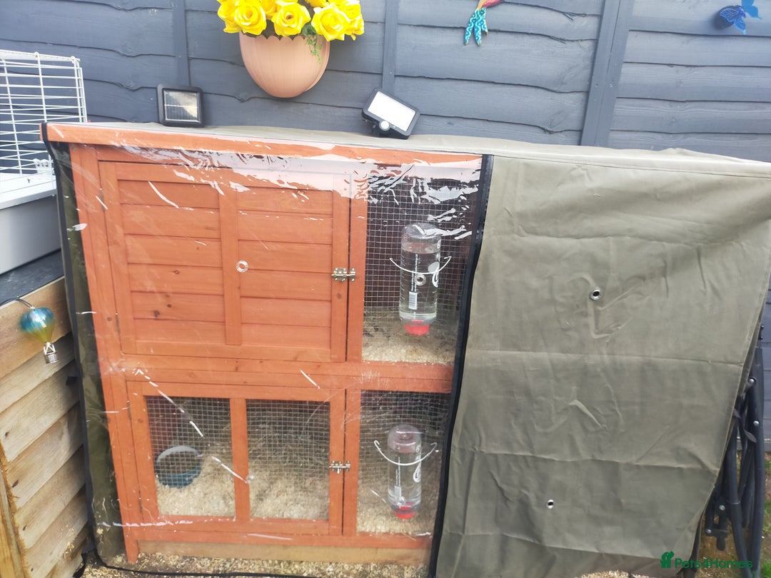 Guinea Pig rodents for sale: Pair of Guinea Pigs - Image 13