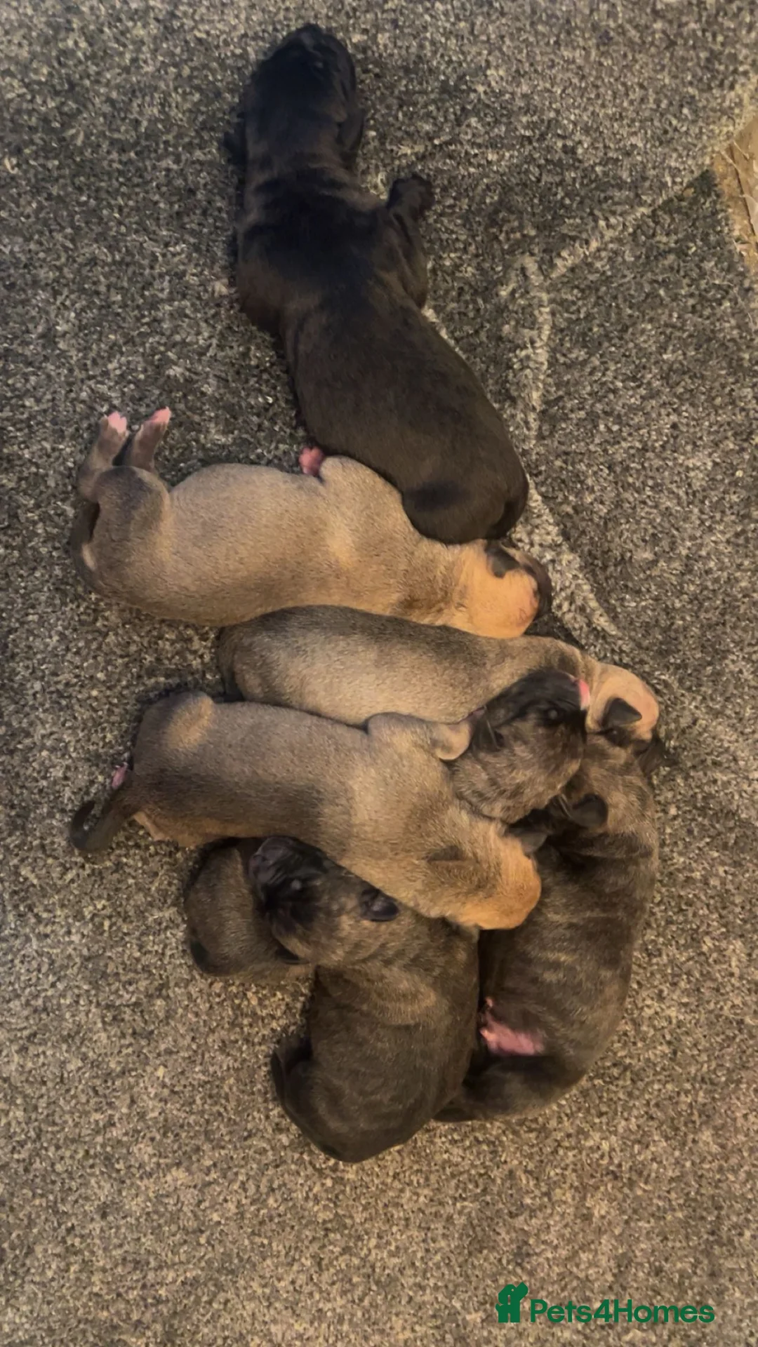 Mixed Breed dogs for sale: Bull greyhound  - Advert 1