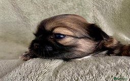 Shih Tzu dogs for sale: Adorable Imperial Shih Tzu Puppies - Image 18
