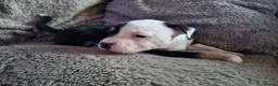 Mixed Breed dogs for sale: Beautiful Staffordshire cross puppies  in Stoke-on-Trent - Advert 9