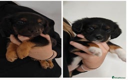 Mixed Breed dogs for sale: Jackweenie male puppies - Image 2