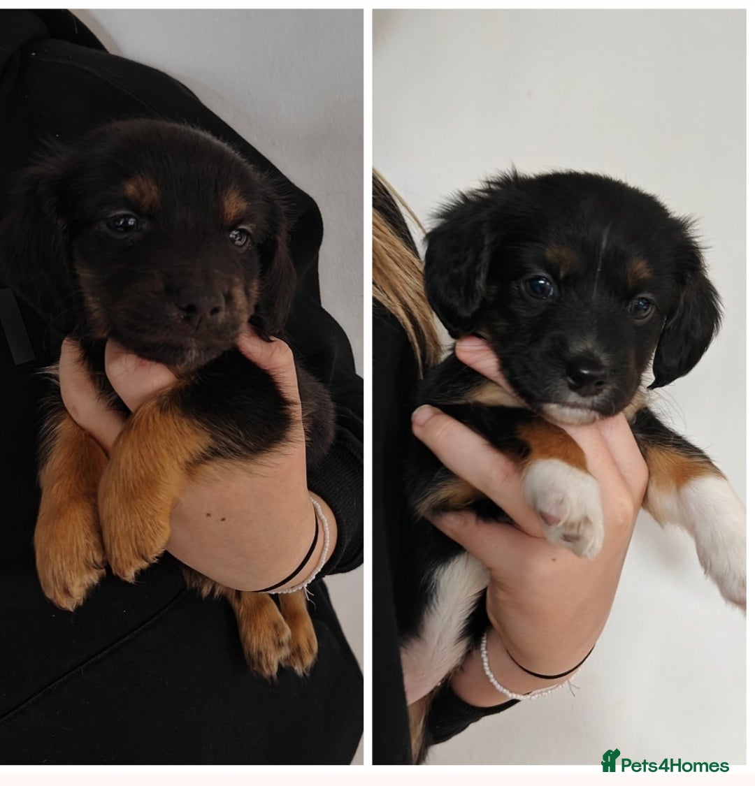 Mixed Breed dogs for sale: Jackweenie male puppies - Image 2