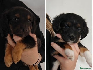 Mixed Breed dogs - Advert 16