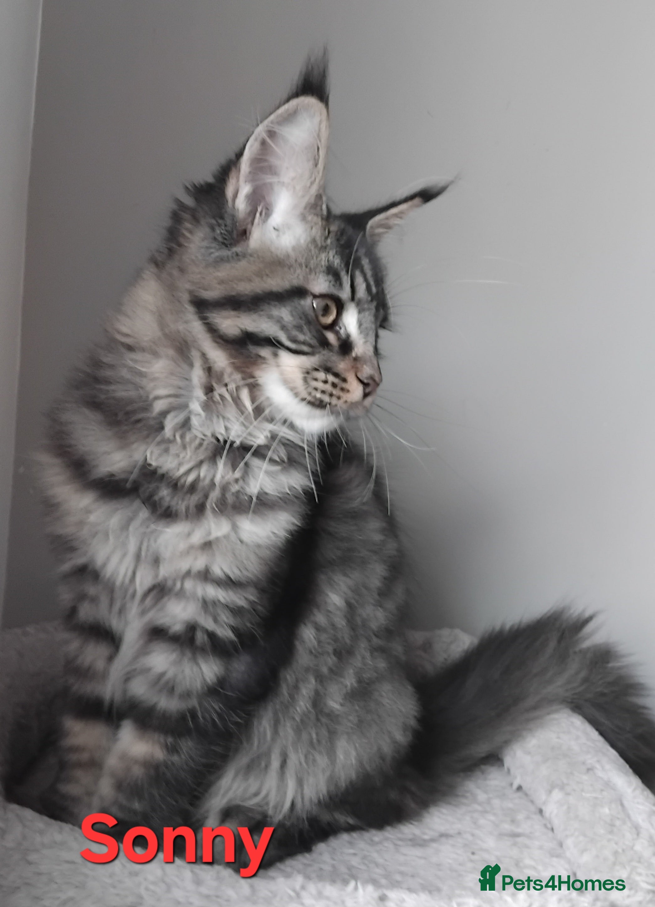 Maine Coon cats Maine coons big size kittens black grey, tabbys.  - Advert 16