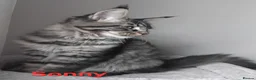 Maine Coon cats for sale: Maine coons big size kittens black grey, tabbys.  - Advert 1