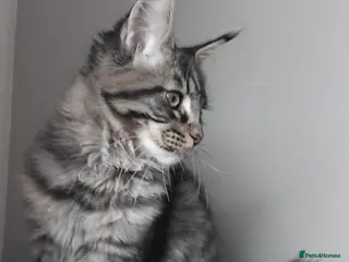 Maine Coon cats Maine coons big size kittens black grey, tabbys. - Advert 18