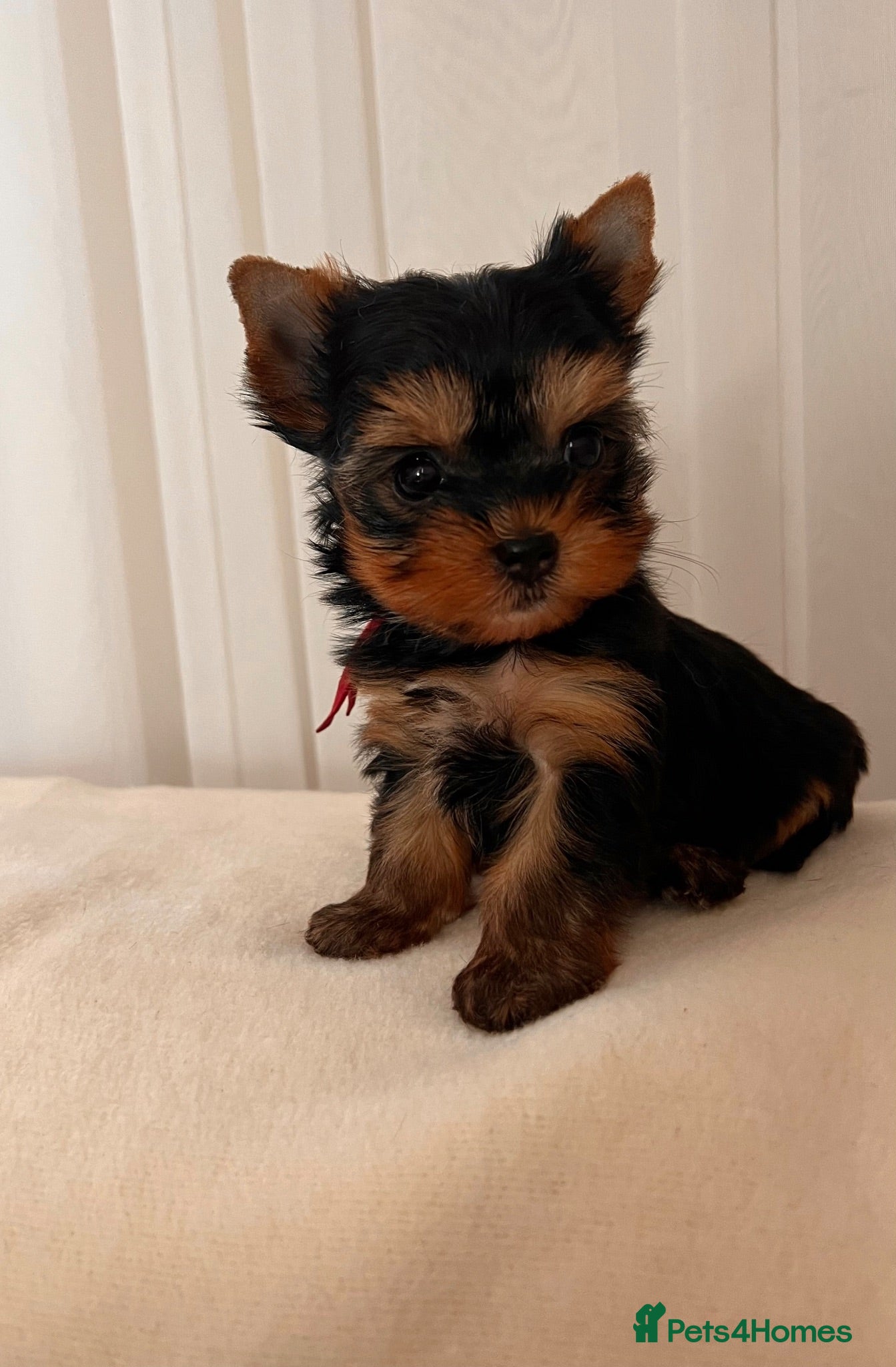 Yorkshire Terrier dogs 🌺 Only one tiny little girl is still available🌺 - Advert 4