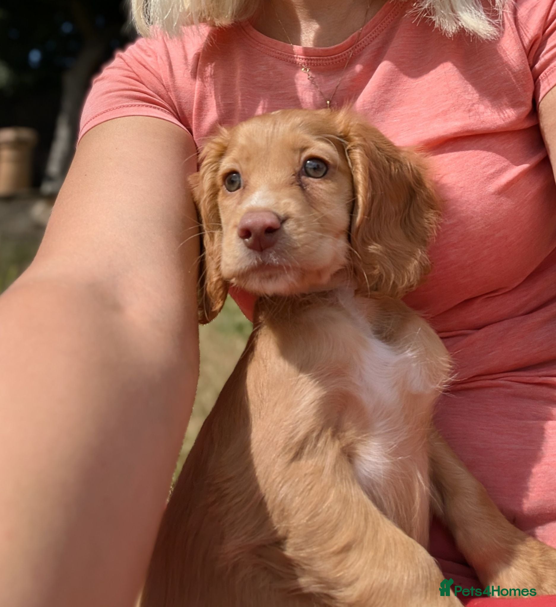 Cocker Spaniel dogs Champion working pedigree Gold/Red Cocker Spaniels - Advert 2