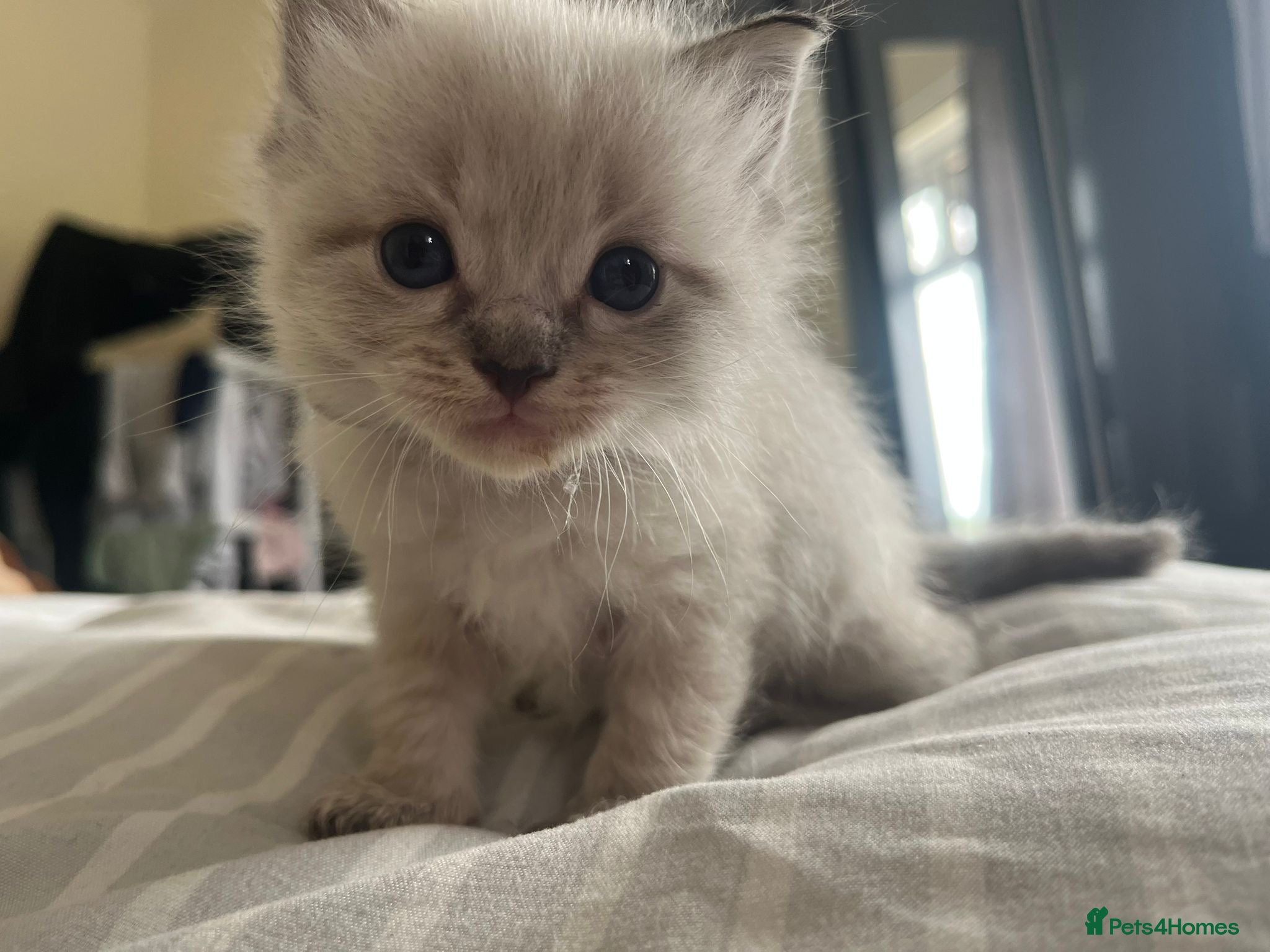 Ragdoll cats Gorgeous full ragdoll kittens  - Advert 3