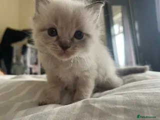 Ragdoll cats Gorgeous full ragdoll kittens - Advert 7