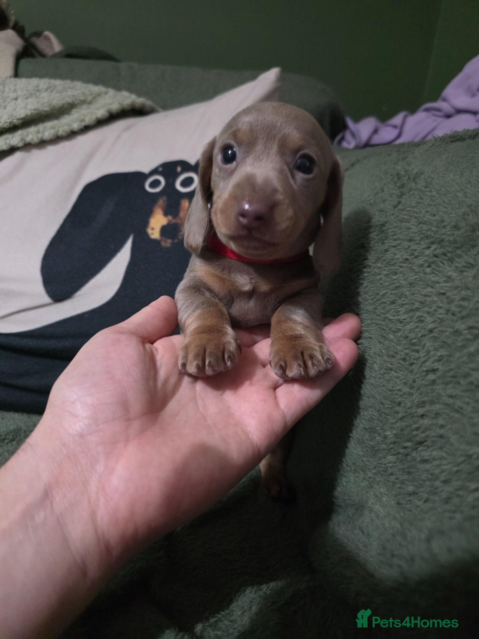 Miniature Dachshund dogs 🤍 Health Tested KC Miniature Dachshund Puppys 🤍 - Advert 13