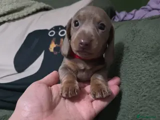 Miniature Dachshund dogs 🤍 Health Tested KC Miniature Dachshund Puppys 🤍 - Advert 13