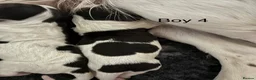 English Springer Spaniel dogs for sale: KC Registered English Springer Spaniel puppies - Advert 37