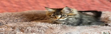 Maine Coon Kitten 6