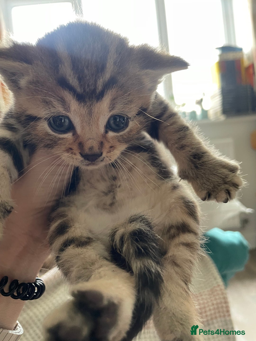 Bengal cats for sale: 9 BENGAL RAGDOLL X KITTENS - Image 33