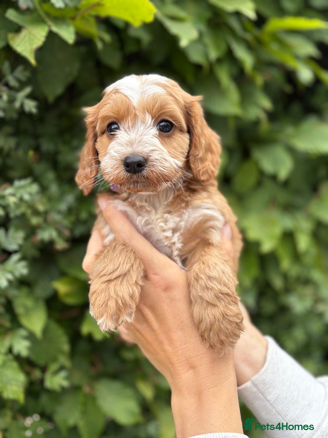 Cockapoo dogs for sale: Adorable F1 Cockapoo puppies - Image 9