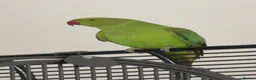 Ringnecks birds for sale: Young Indian Ringneck  - Advert 7