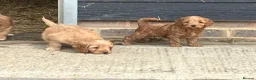 Sproodle dogs for sale: Beautiful Red & Apricot Sproodles - Advert 8